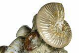 Tall, Composite Ammonite Fossil Display - Madagascar #175823-5